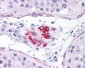 GDF15 Antibody (aa30-45)
